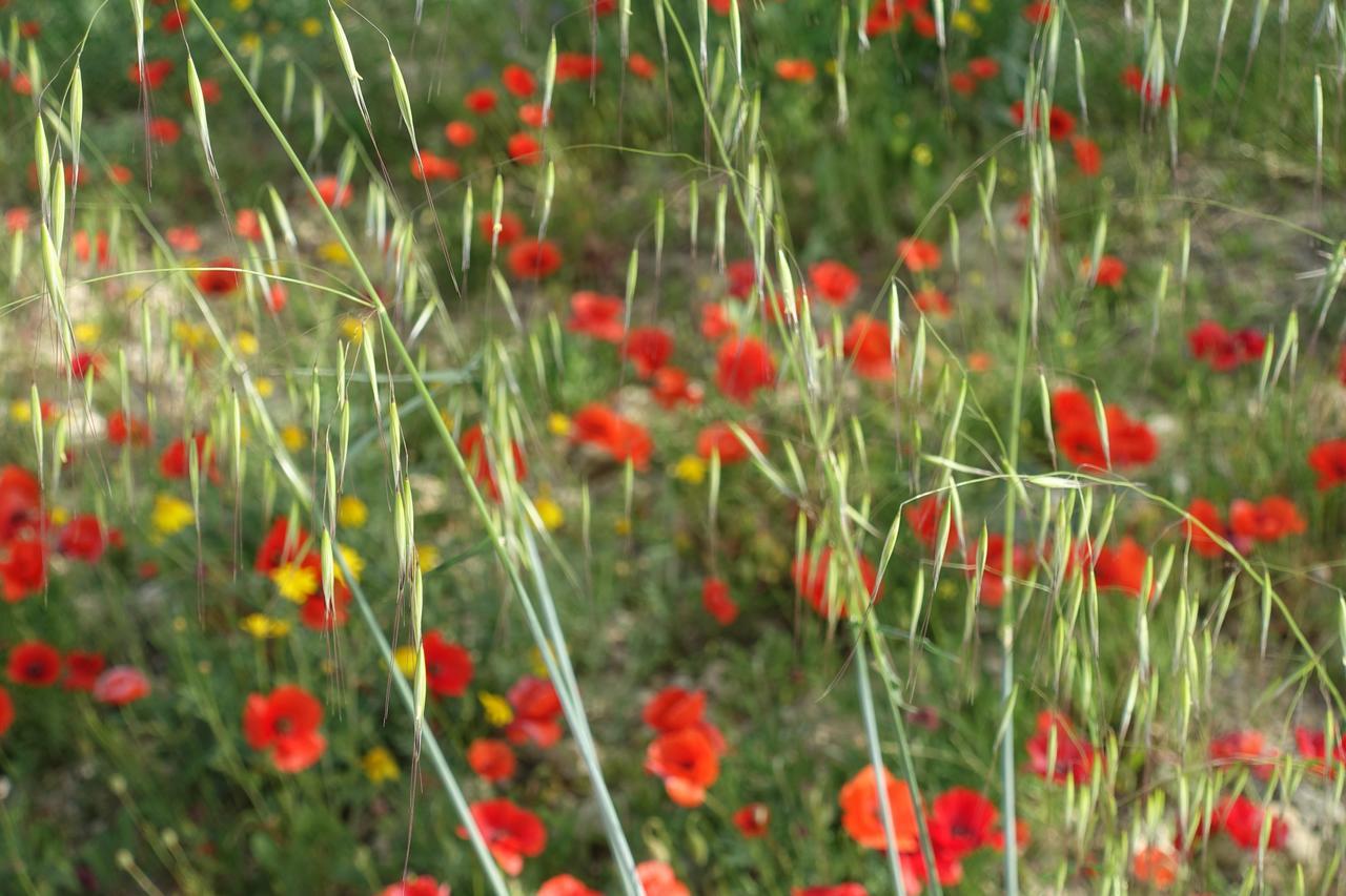 Agriturismo Baglio San Nicola Séjour à la ferme *